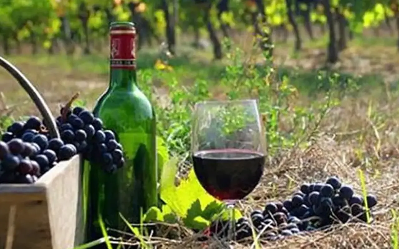 Kakheti wine region full day tour from Tbilisi — photo 4